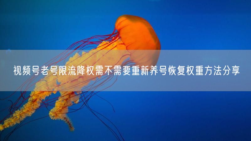 视频号老号限流降权需不需要重新养号恢复权重方法分享